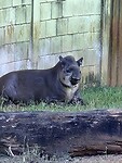 laaglandtapir - Anta