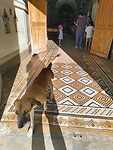 De hond wist hoever ie mocht gaan