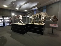 Dino-skeletten in museum in Ischigualasto park (1)