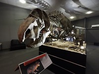 Dino-skelet in museum in Ischigualasto park (2)