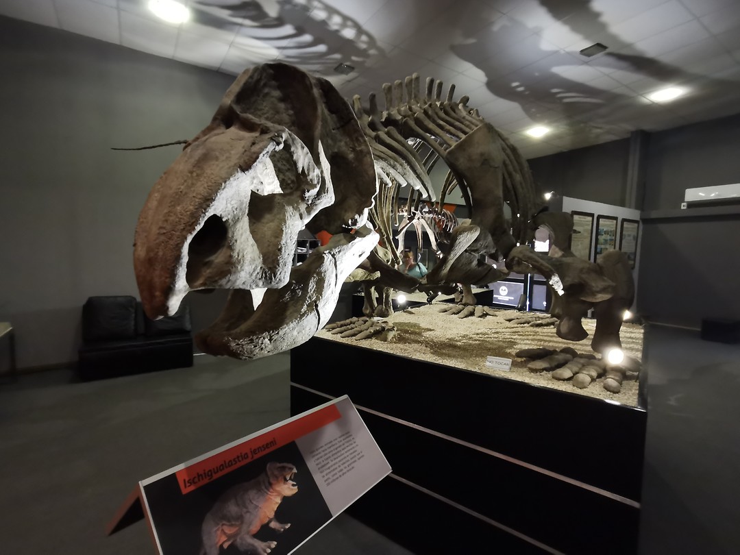 Dino-skelet in museum in Ischigualasto park (2)