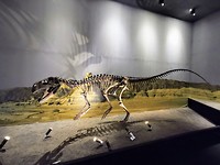 Dino-skelet in museum in Ischigualasto park (3)