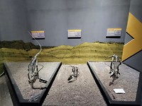 Dino-skeletten in museum in Ischigualasto park (4)