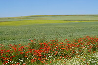 DSC04225