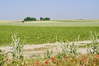 DSC04363