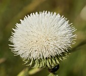 DSC04464
