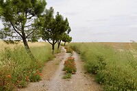 DSC04567