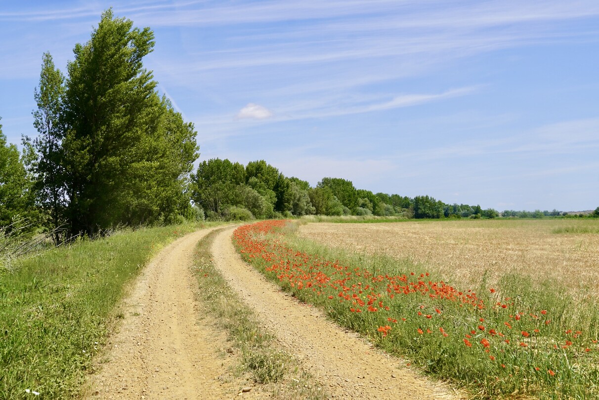 DSC04599