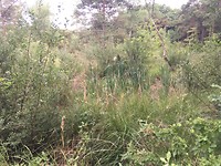 IMG_0944