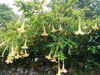 IMG_20190620_082607