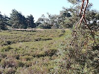 IMG_20200625_083203