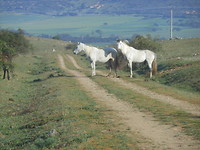 zomaar paarden langs de weg
