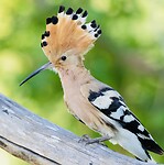 IMG_1418