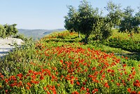 DSC01806