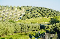 DSC01854