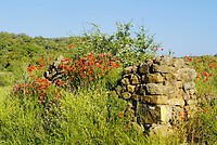 DSC02160