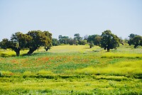 DSC02219