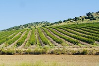 DSC02419
