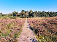20200808_085055_06