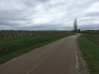De Chablis wijnstokken