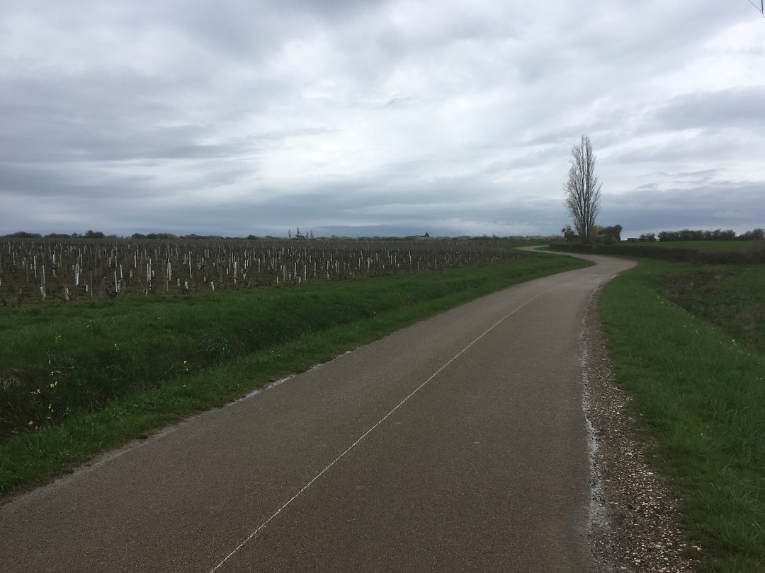 De Chablis wijnstokken
