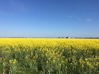 Geel veld met op de achtergrond besneeuwde toppen