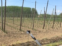 Tomaten planten?