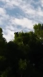Rare vogel