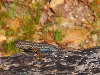 IMG_1444a