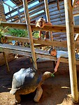 Dik schildpad voeren
