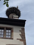 Omgeving Riquewihr zit vol met ooievaars