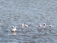 Flamingo’s