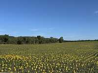 zonnebloemvelden