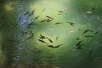KRKA watervallen vissen