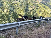 geiten onderweg naar Fierzë