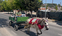 een ezel die door een paard wordt vervoert "hoezo dom?"