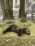 Arcturos berenopvang