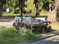 paard en wagen in Skopje Noord-Macedonië