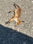 ❌🦊