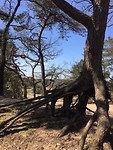 Otterlose bos