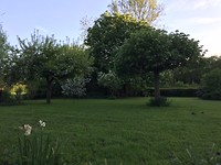 de fruitbomen in volle bloei