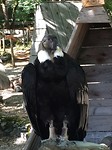 Condor