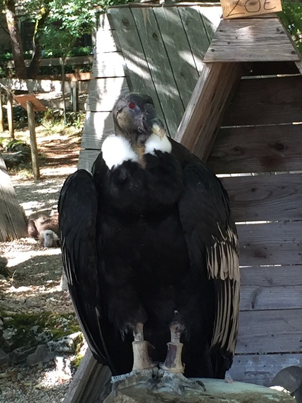 Condor