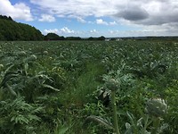 Artisjokken veld