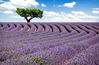 Lavendel velden