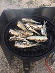 Sardines