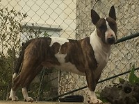Sully