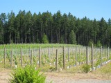 wine yards