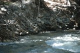 Eenden in de rivier