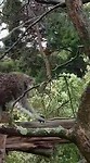 Koala evenwichtsbalk